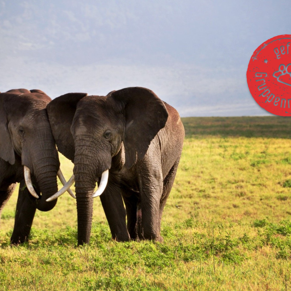 In Kleingruppe durch Tansanias berühmte Safariparks 